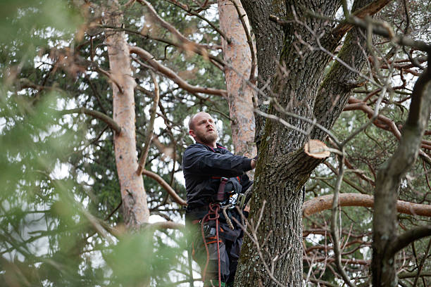 Tree and Shrub Care in Riner, VA